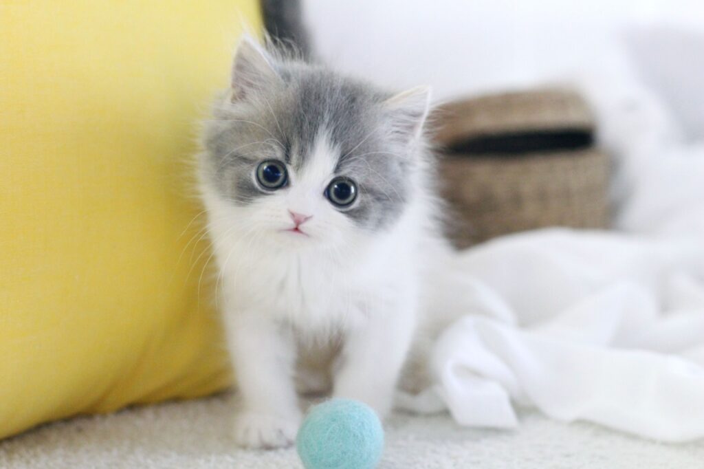 🐾 우리 고양이를 더 행복하게! 집사들을 위한 생활 꿀팁 🐾