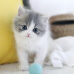 🐾 우리 고양이를 더 행복하게! 집사들을 위한 생활 꿀팁 🐾
